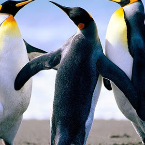 Meet your Posher, Sam